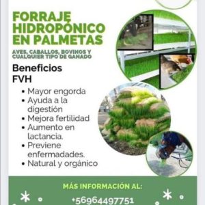 FORRAJE VERDE HIDROPONICO